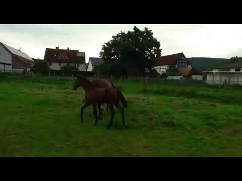 Stutfohlen geb 19.08.2017 Stakkato Gold- Mont du Cantal AA-Argentan.