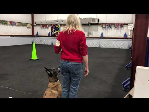 Vindi, AKC Obedience, Novice B, Perfect Score 200, First Place, HIT! First leg