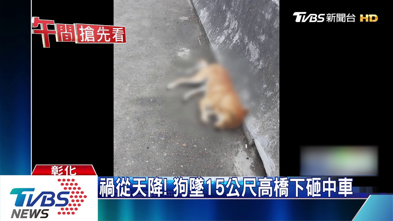 禍從天降!狗墜15公尺高橋下砸中車