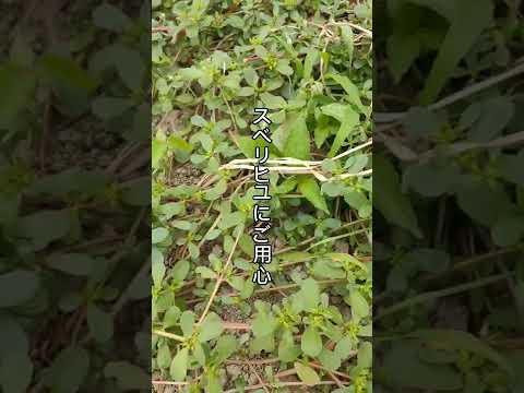 ポーチュラカ、スベリヒユ