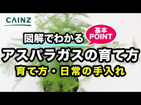 観賞用アスパラガス 植物
