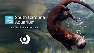 Varsity Tutors’ StarCourse - River Otter Adventure with the SOUTH CAROLINA AQUARIUM