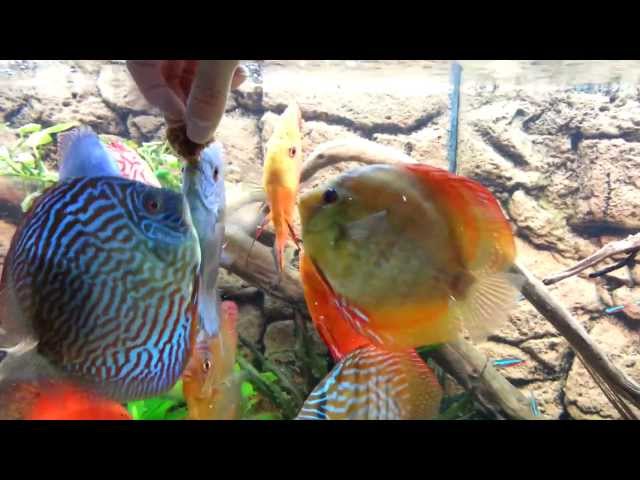 Beautiful Stendker Discus fish eating from my hand, 450l tank 2adult part 2