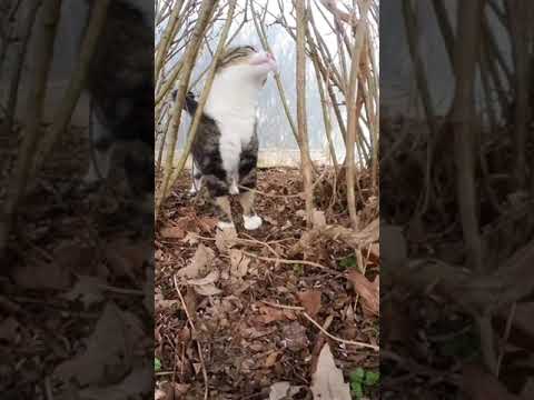 #cat Zoomies #fyp #cat