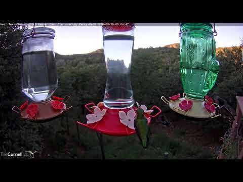 Female Lucifer Hummingbird Chased Off Feeders By Rufous Hummingbird – Sept. 29, 2020