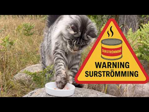Maine Coon & Dog Try Surströmming for the First Time!
