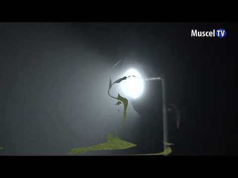 Jurnal MUSCEL TV 17.11.2022 SPORT - nocturnă pe Municipal la Câmpulung