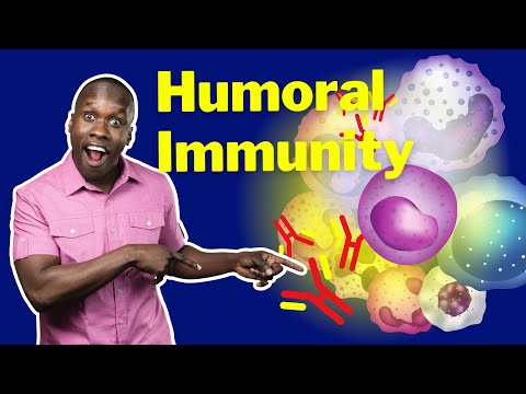 The Humoral Response - B Cell Activation, Antibody Production & Memory Cells