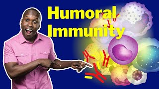 The Humoral Response - B Cell Activation, Antibody Production & Memory Cells