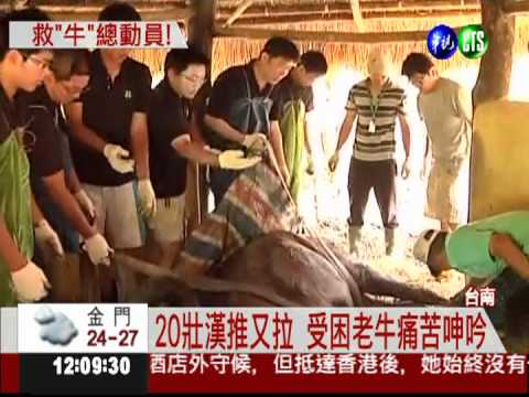 受傷老牛陷泥沼 20壯漢合力搶救