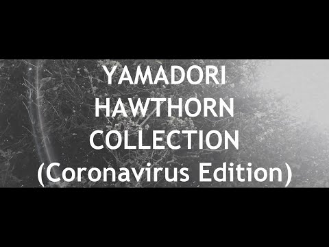 Yamadori Hawthorn Collection *In Lockdown* (Mame Bonsai Forest part 1 )