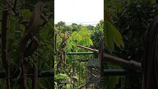 Download lagu TERNAK IGUANA mp3