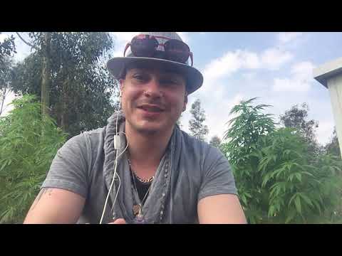 Der Anbau und Konsum von Cannabis und anderen Drogen in Uruguay 🇺🇾 #13 (Changa=DMT)