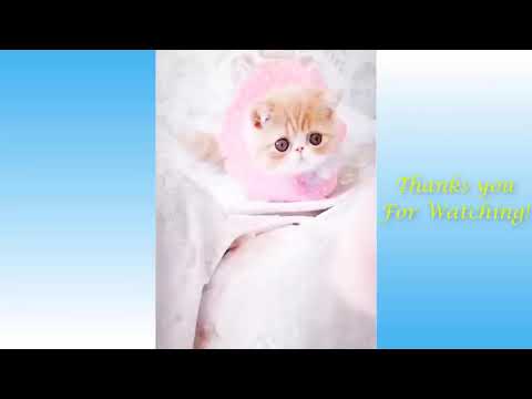 Funny and Cute Cat's Life 👯😺 Cats and Owners are the best friends Videos - pet lover like you