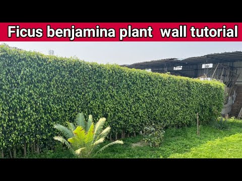 , title : 'How to Build a Wall with a Ficus Benjamina Plant || How to made Ficus benjamina plant boundary'