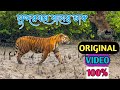 সুন্দরবনে বাঘের ডাক ROYAL BENGAL TIGER SUNDARBAN ROYAL BENFAL TIGE