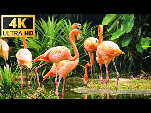 Breathtaking Colors of Nature 4k 🐦Birds & Flowers - Sleep Relax Meditation Music - 4K Video ULTRA HD