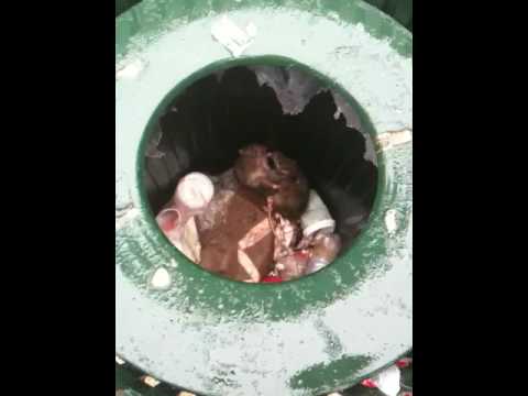 2 Rats Fighting to the Death in a Trash Can
