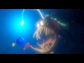 Finding Nemo