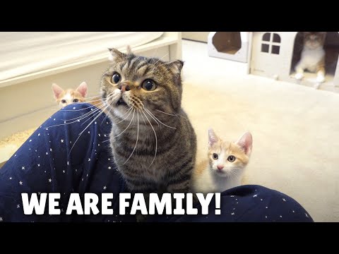 Giving the New Cat Family a Home!