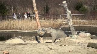 Elefantungen Khao Sok