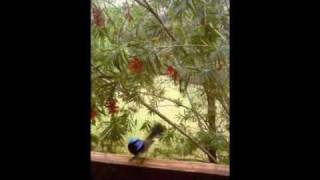 Katie Noonan and The Captains - Studio Sessions