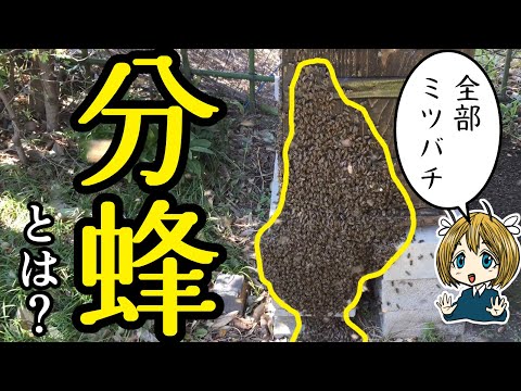 , title : '分蜂とは何か？分かりやすく解説【日本ミツバチ】'