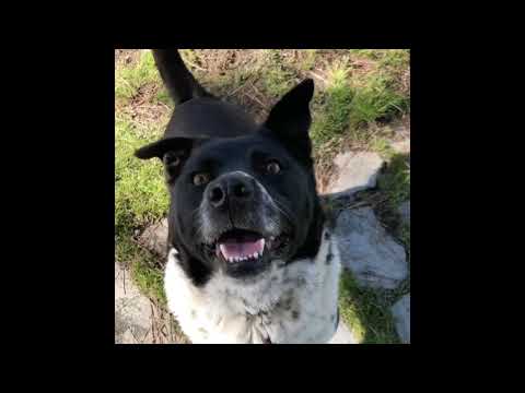 Gideon, an adoptable Border Collie Mix in Mountain Center, CA_image-1