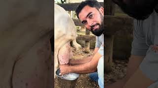 Tirando leite da cabra nova !!!