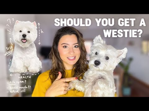 Everything You Need to Know About Westie Terriers