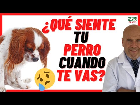 Separation Anxiety Disorder in Dogs