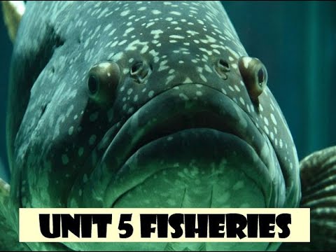 APES Unit 5 Fisheries