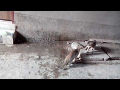 cats fight in mijan mention, dagonbhuia