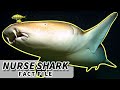 Nurse Shark Facts: why a NURSE? 🦈 Animal Fact Files