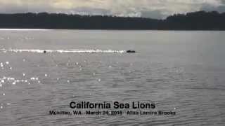 preview picture of video 'CA Sea Lions-Mukilteo-March 24, 2015'