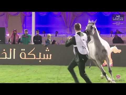 N 107 RJ PERFINKA   The 7th International AHC Show   Fillies 2 Years Old Section B Class 2B