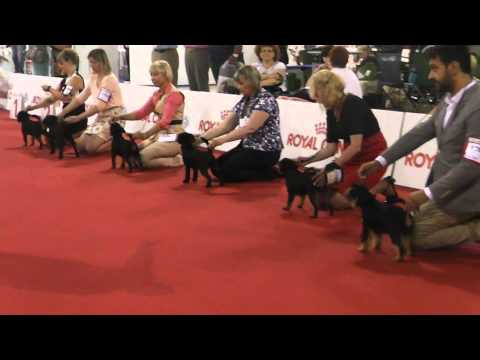 WDS 2015 Griffon belge