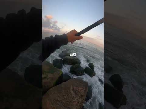 Attempting a spanish mackerel catch and cook! long island fishing #fishing #fish #catchandcook