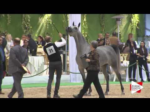 Milan SEWC 2016 - Fillies (2A) - 3rd place: N.21 AL SHAMAA BY RADHJAI