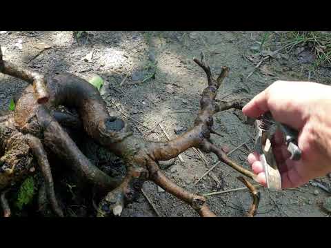 Những lưu ý khi trồng cây phôi mai