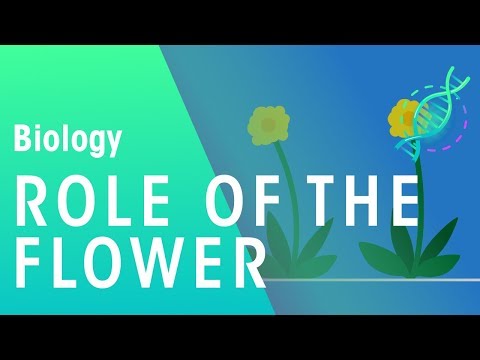 The Role of the Flower | Plants | Biology | FuseSchool