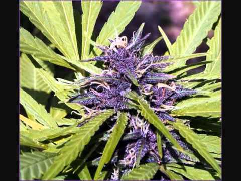 E-Fluent- Purple Freestyle