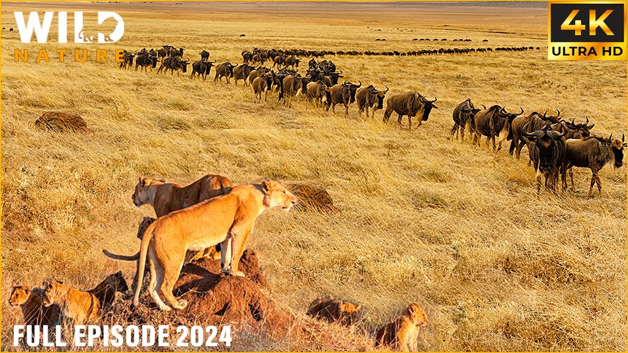 WILD SERENGETI | Clash for Survival in the Land of Predators | 4K Animal Documentary