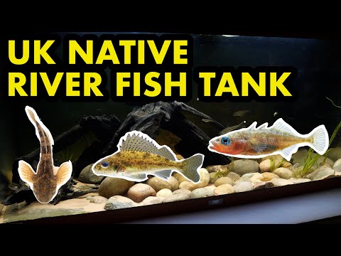 Ferskvandsfisk i akvariet