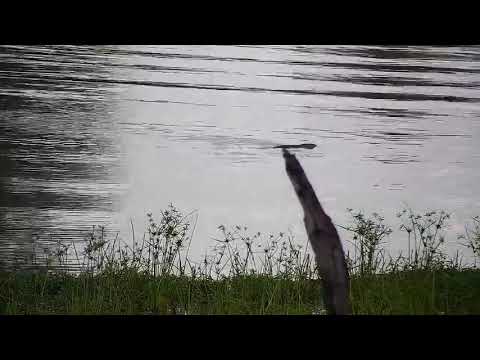 Djuma: Monitor Lizard swimming in the dam - 18:12 - 01/27/2022