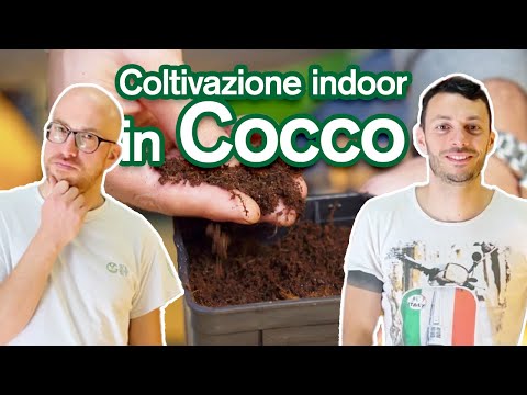 , title : 'Coltivare in Cocco Indoor - Vantaggi/Svantaggi di questo substrato guida by Garden West'
