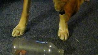 MontanaBanana "Old Blue Eyes" and her favorite plastic bottle - Dog