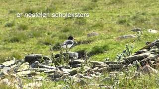 048 Stronsay 2 4 aug  2015