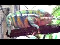Topaz & Brothers Eating, Chameleons