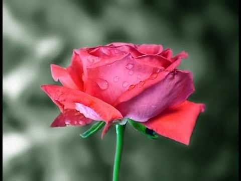 ilahi shqip  2023 -Moj Nënë